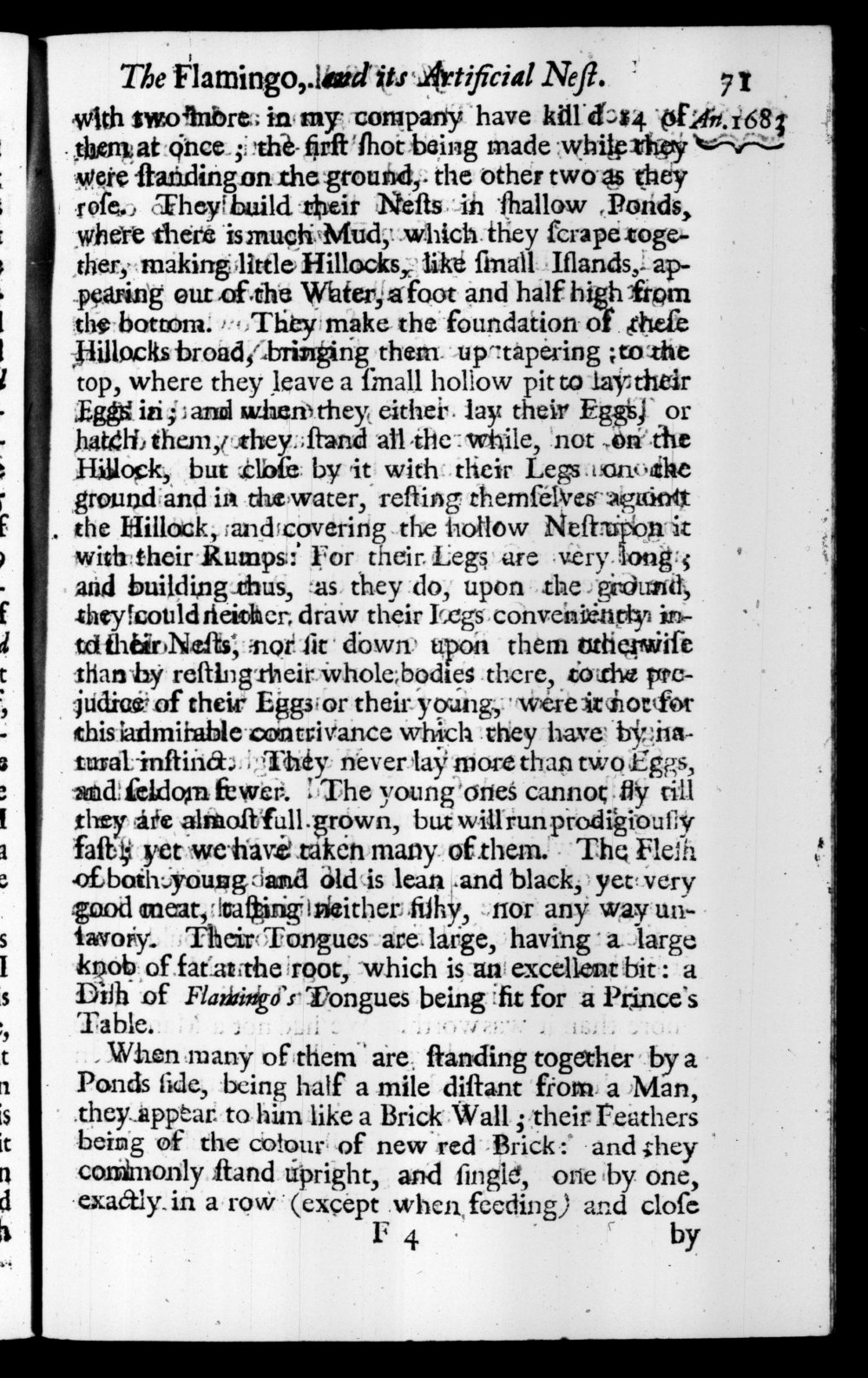 Page 71 screenshot of the book A New Voyage Round the World by William Dampier (1697 Edition).